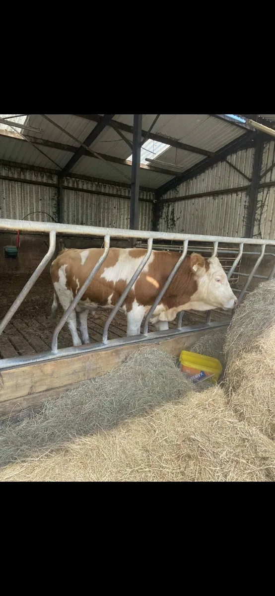 Pb registered simmental bull 20 months - Image 2