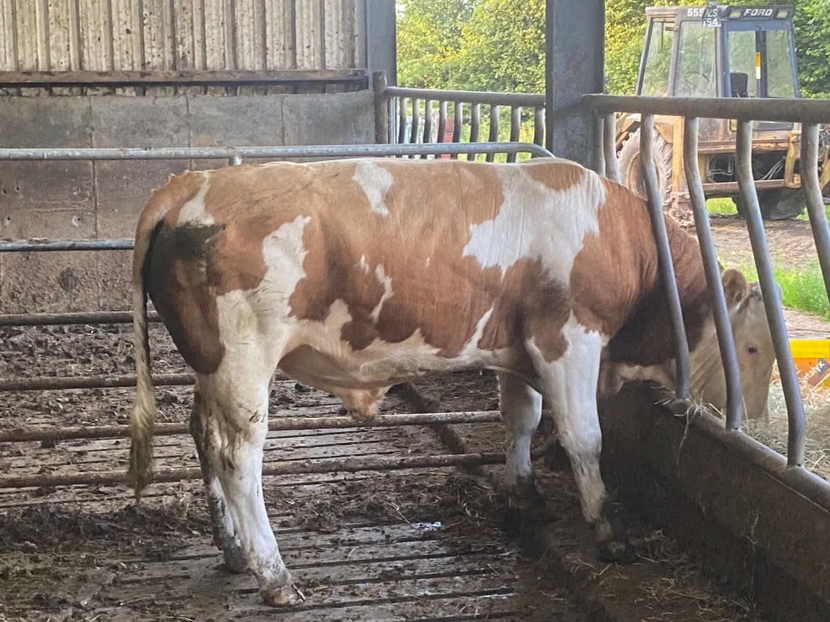 Pb registered simmental bull 20 months - Image 3