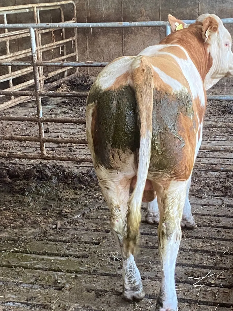 Pb registered simmental bull 20 months - Image 4