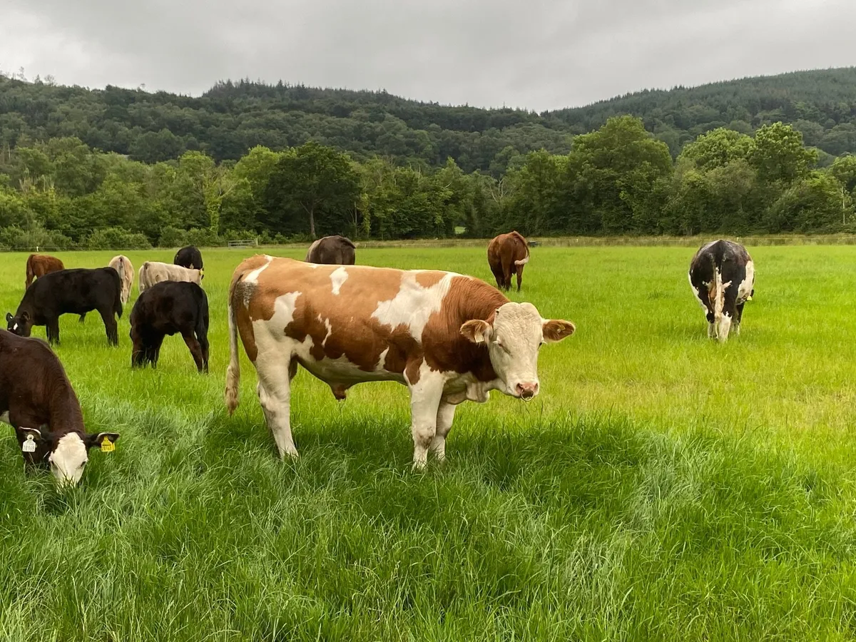 Pb registered simmental bull 20 months - Image 1