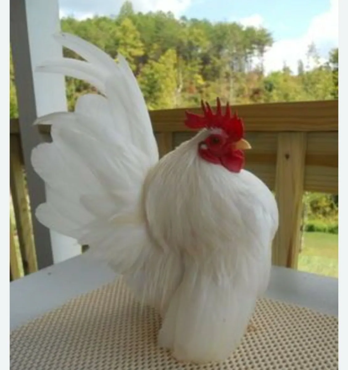 LOOKING FOR A Serama rooster hen NOT FOR SALE