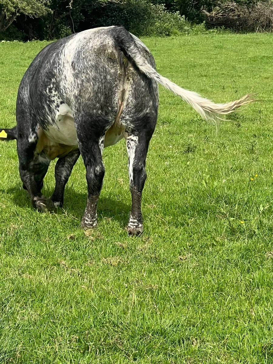Springer for sale - Image 1