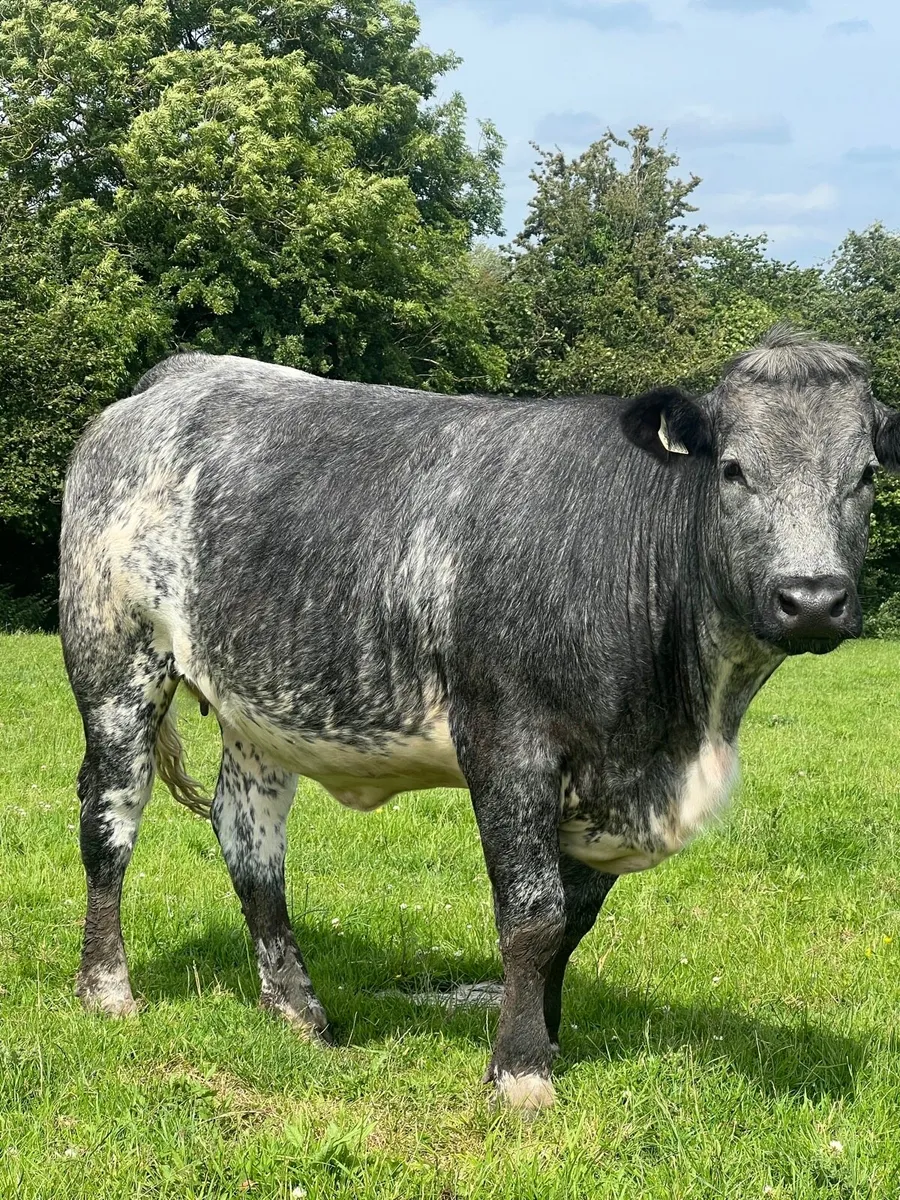 Springer for sale - Image 3