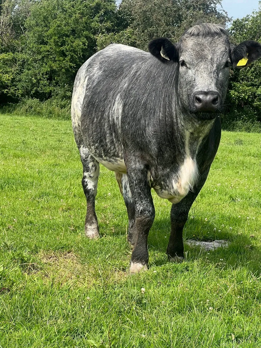Springer for sale - Image 4