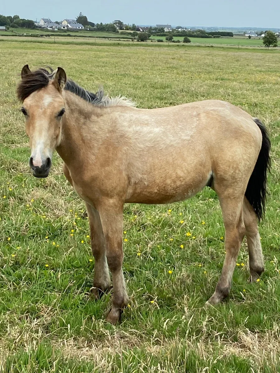 Connemara yearling colts - Image 1