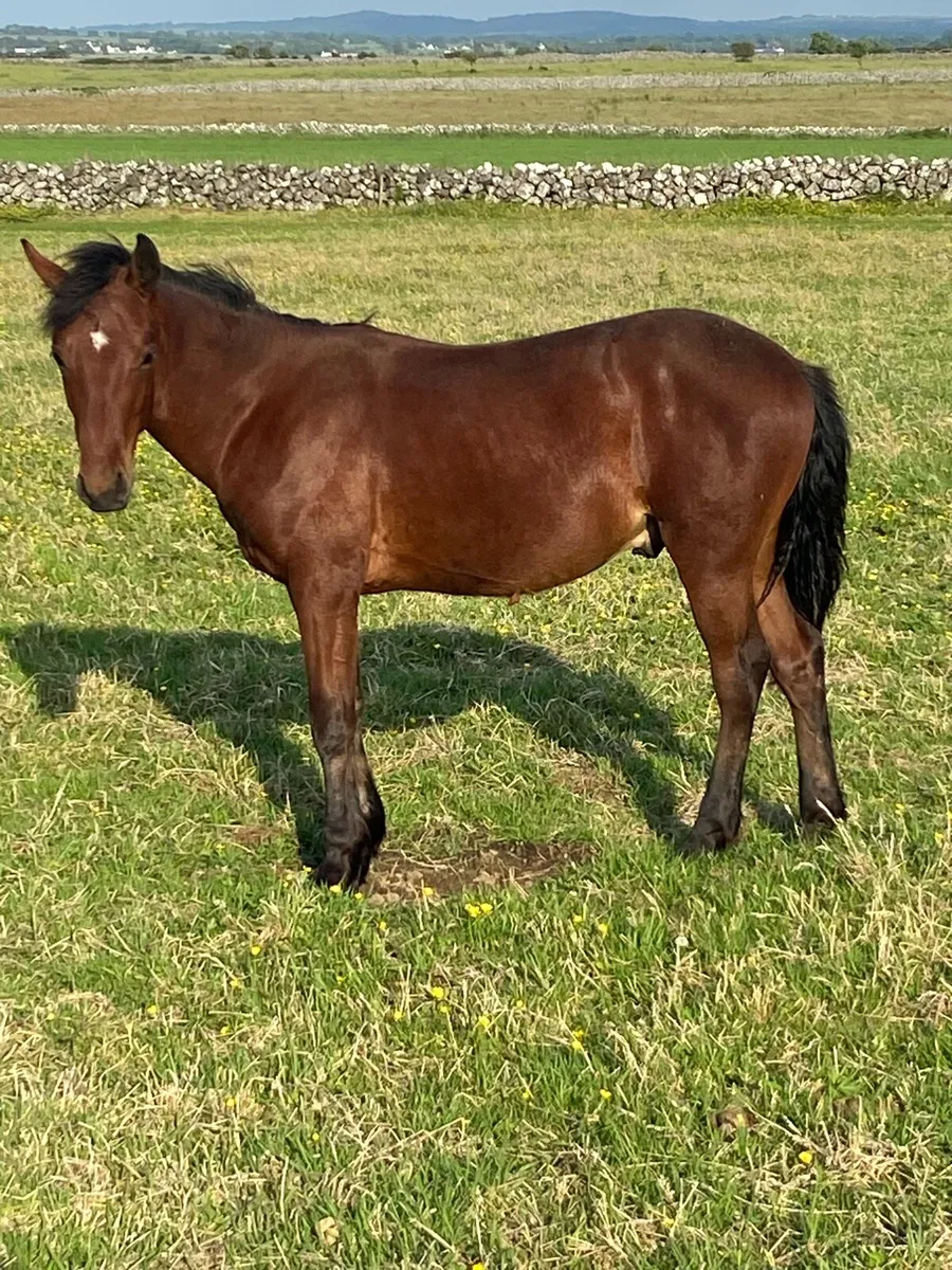 Connemara yearling colts - Image 2