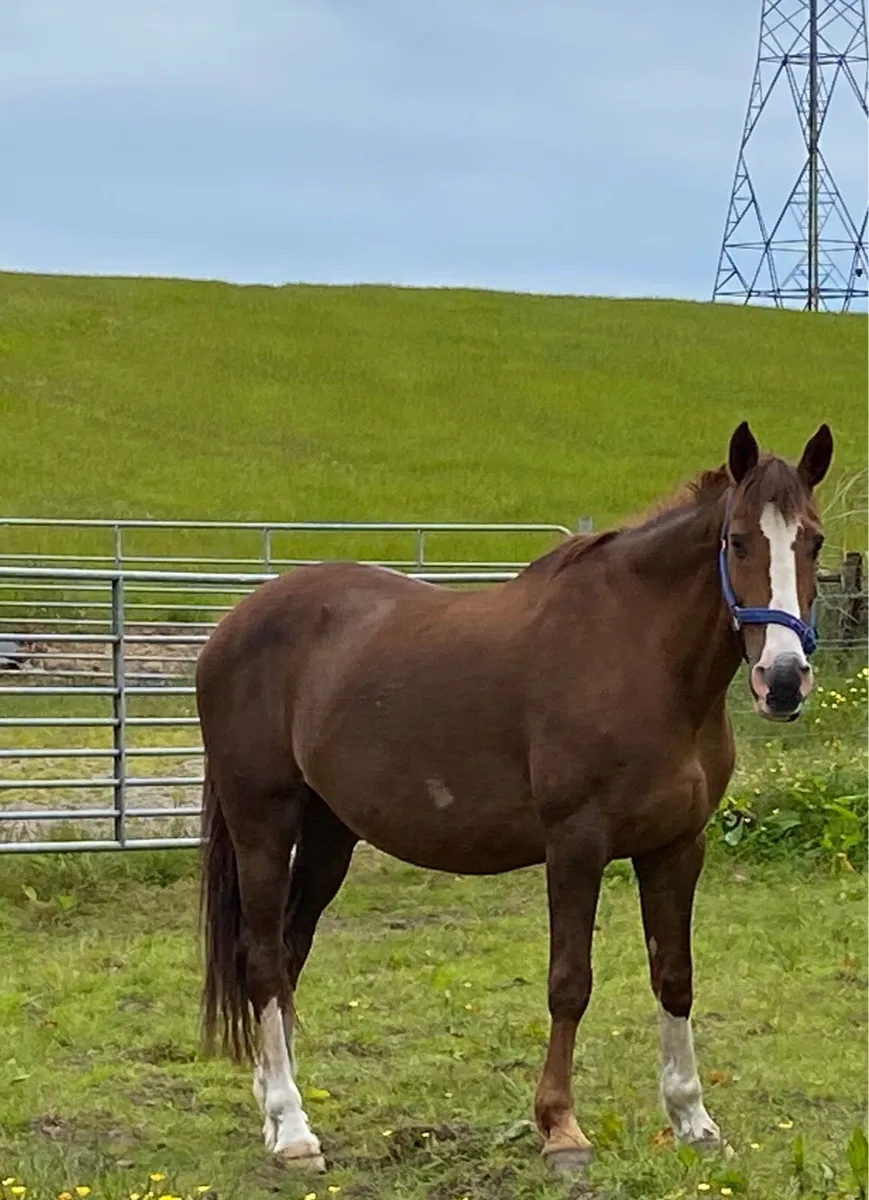 Cruising Infoal Elite Broodmare - Image 1