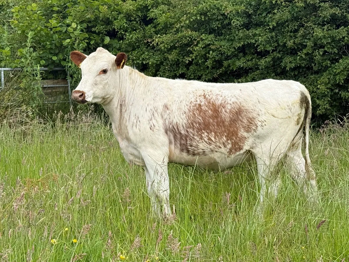 4 Heifers nice cow makers - Image 1