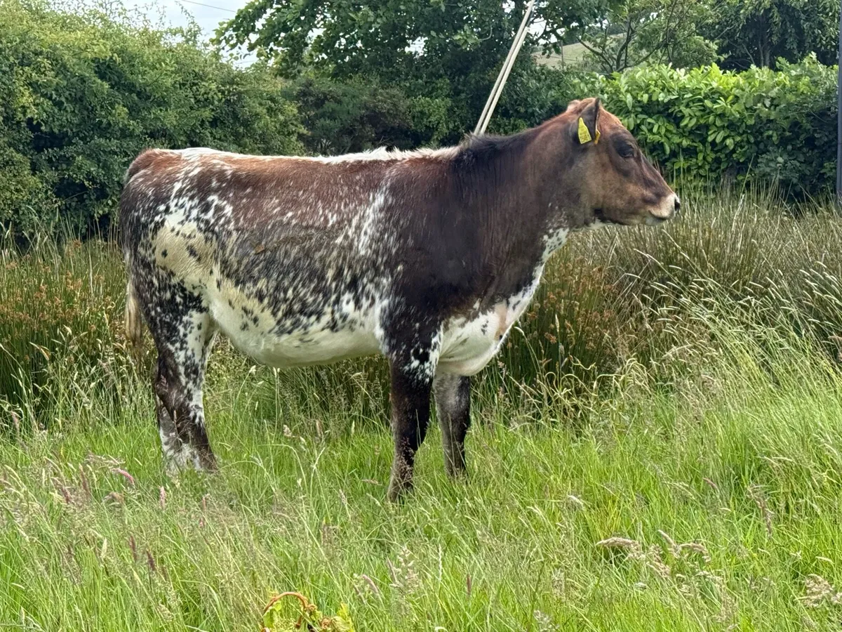 4 Heifers nice cow makers - Image 2