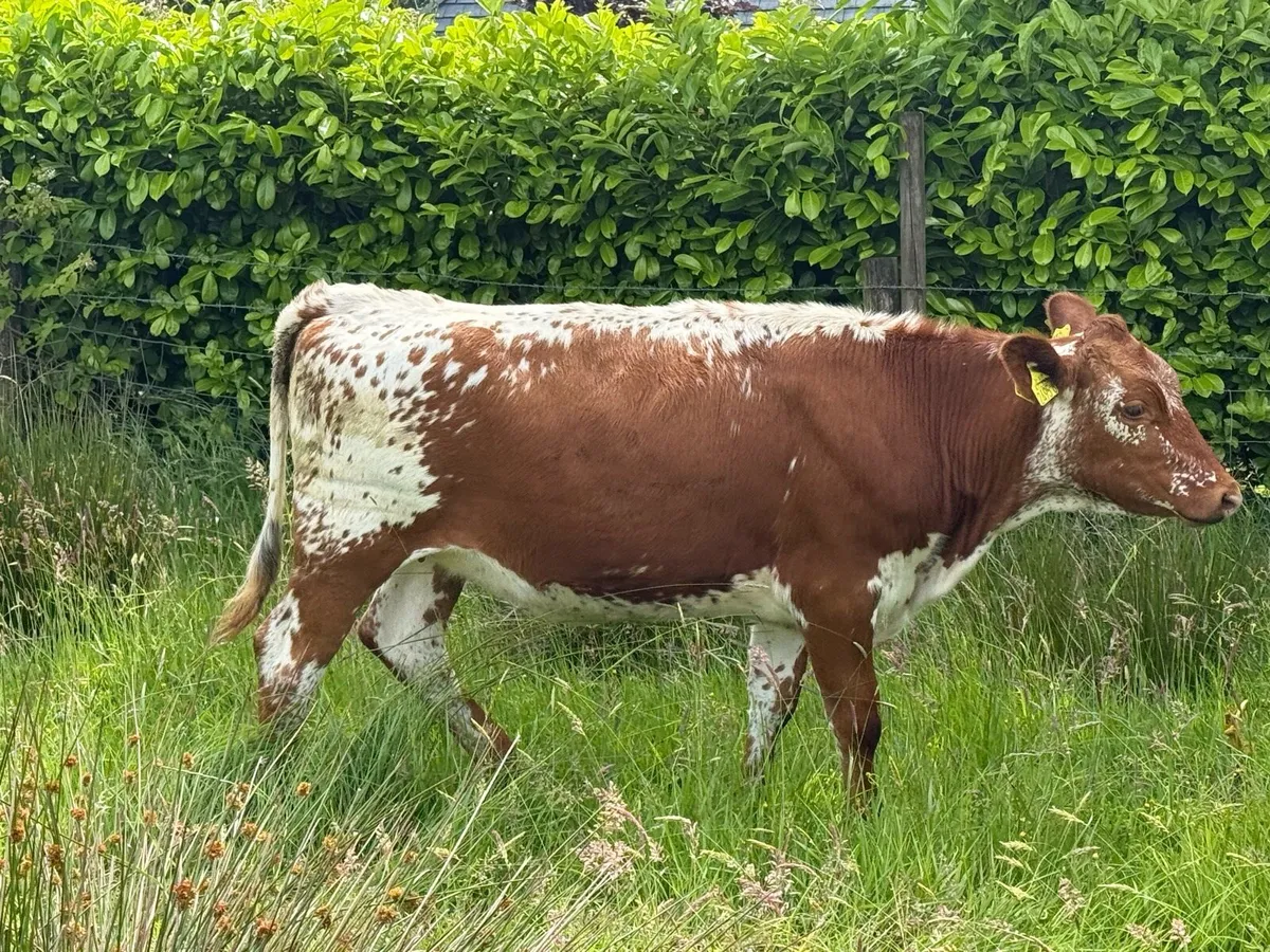 4 Heifers nice cow makers - Image 3