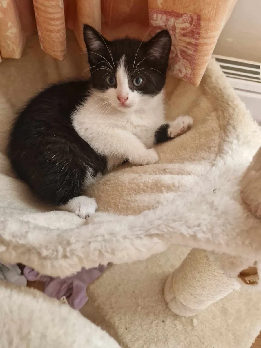 Kittens - Image 1