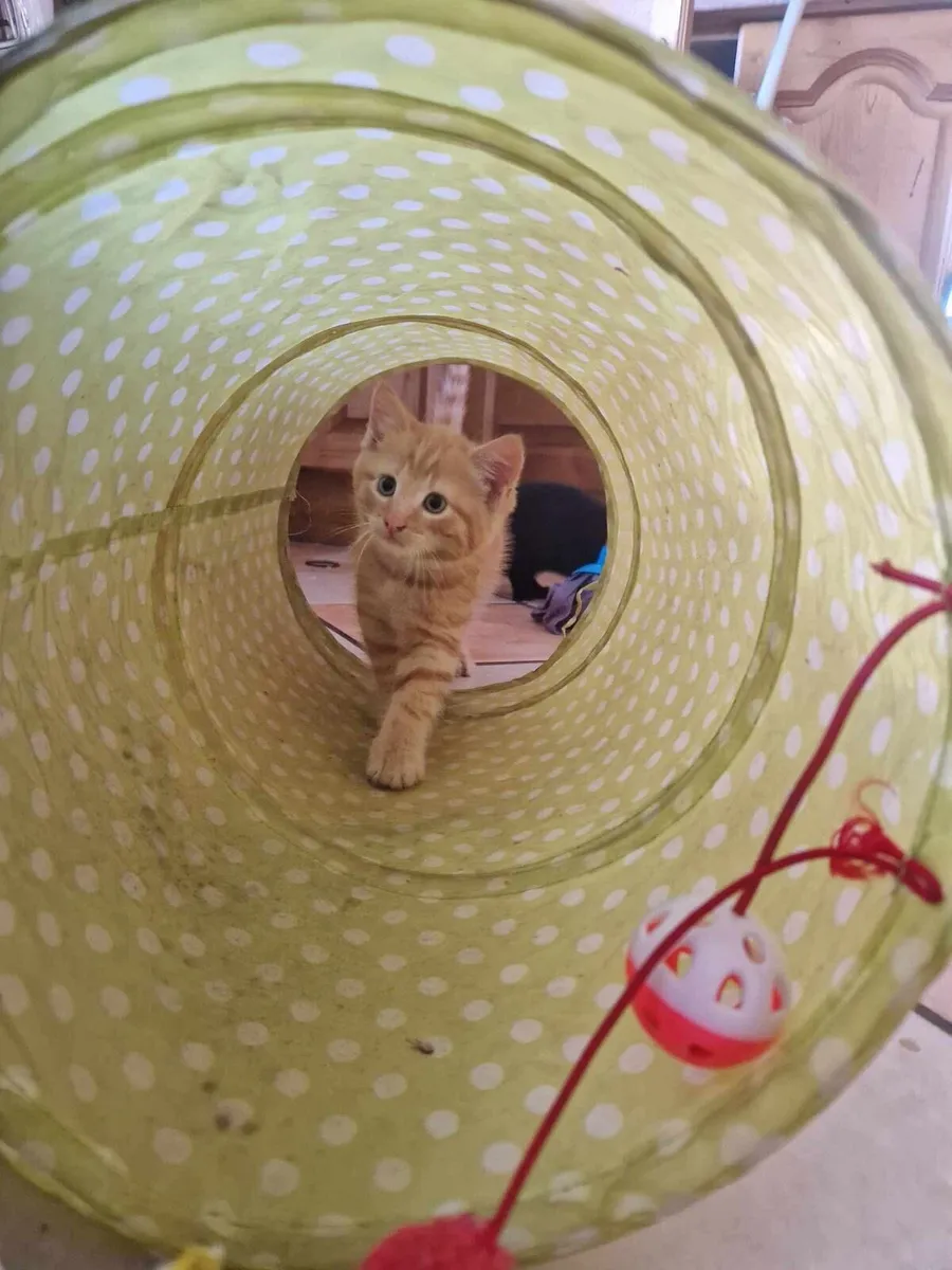 Kittens - Image 2