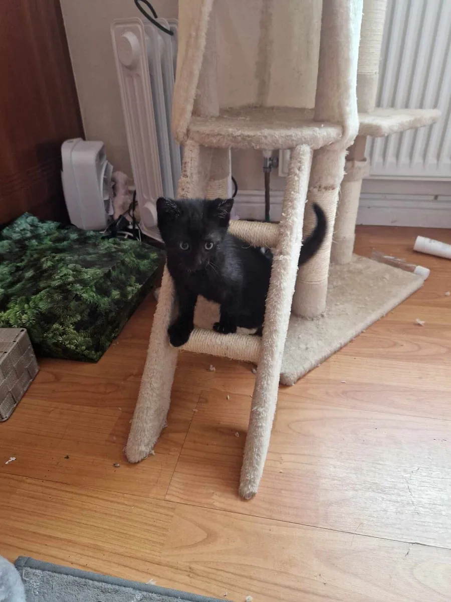 Kittens - Image 3