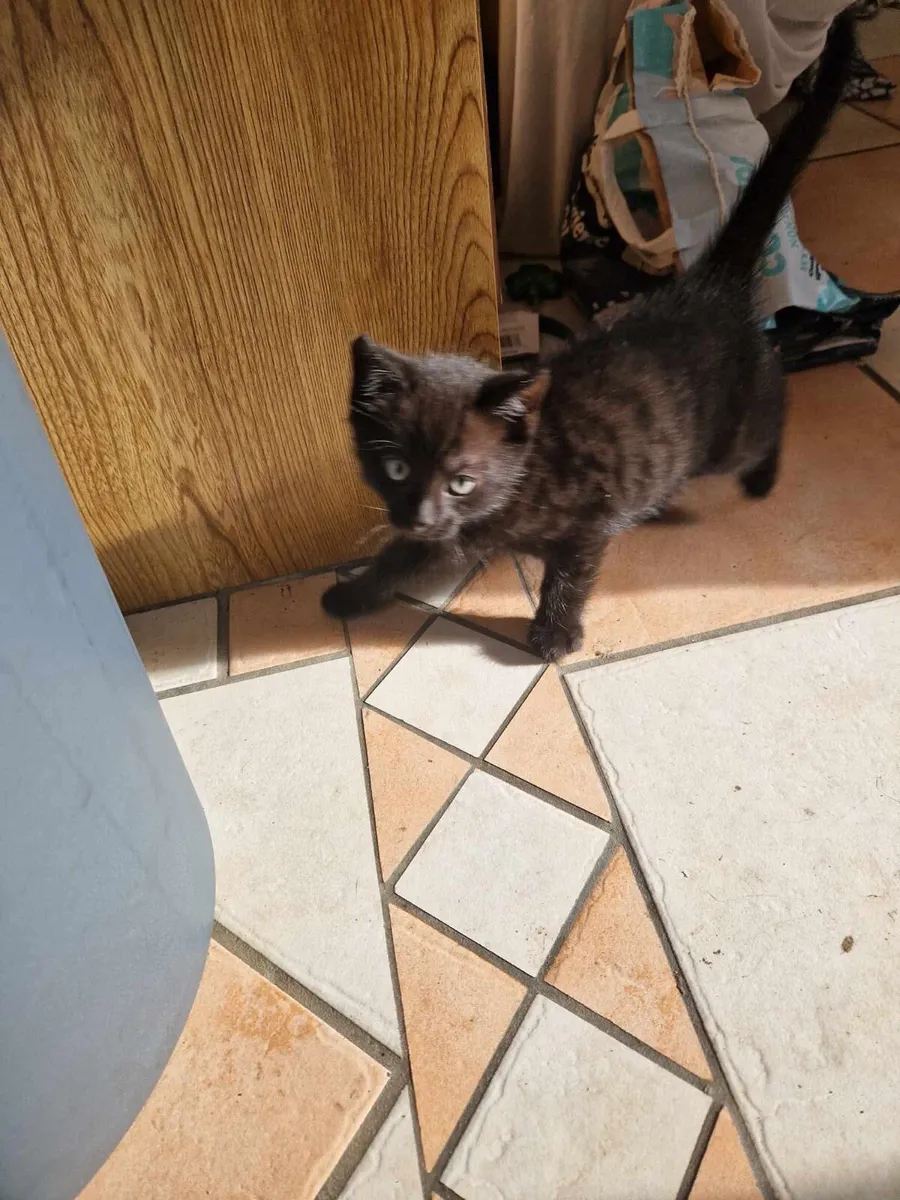 Kittens - Image 4