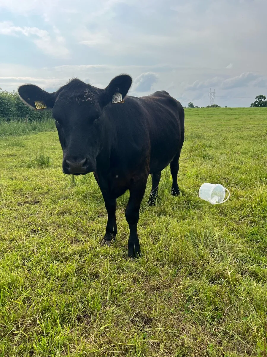 4 star Pedigree Angus Heifer - Image 1