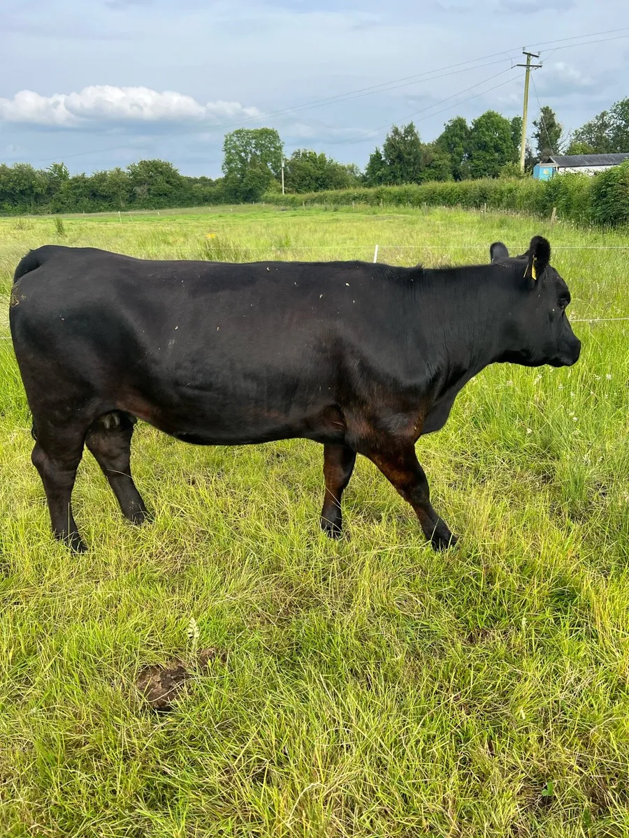 4 star Pedigree Angus Heifer - Image 2