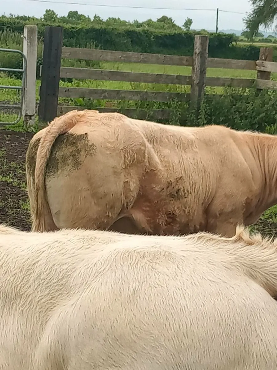 Heifers - Image 1