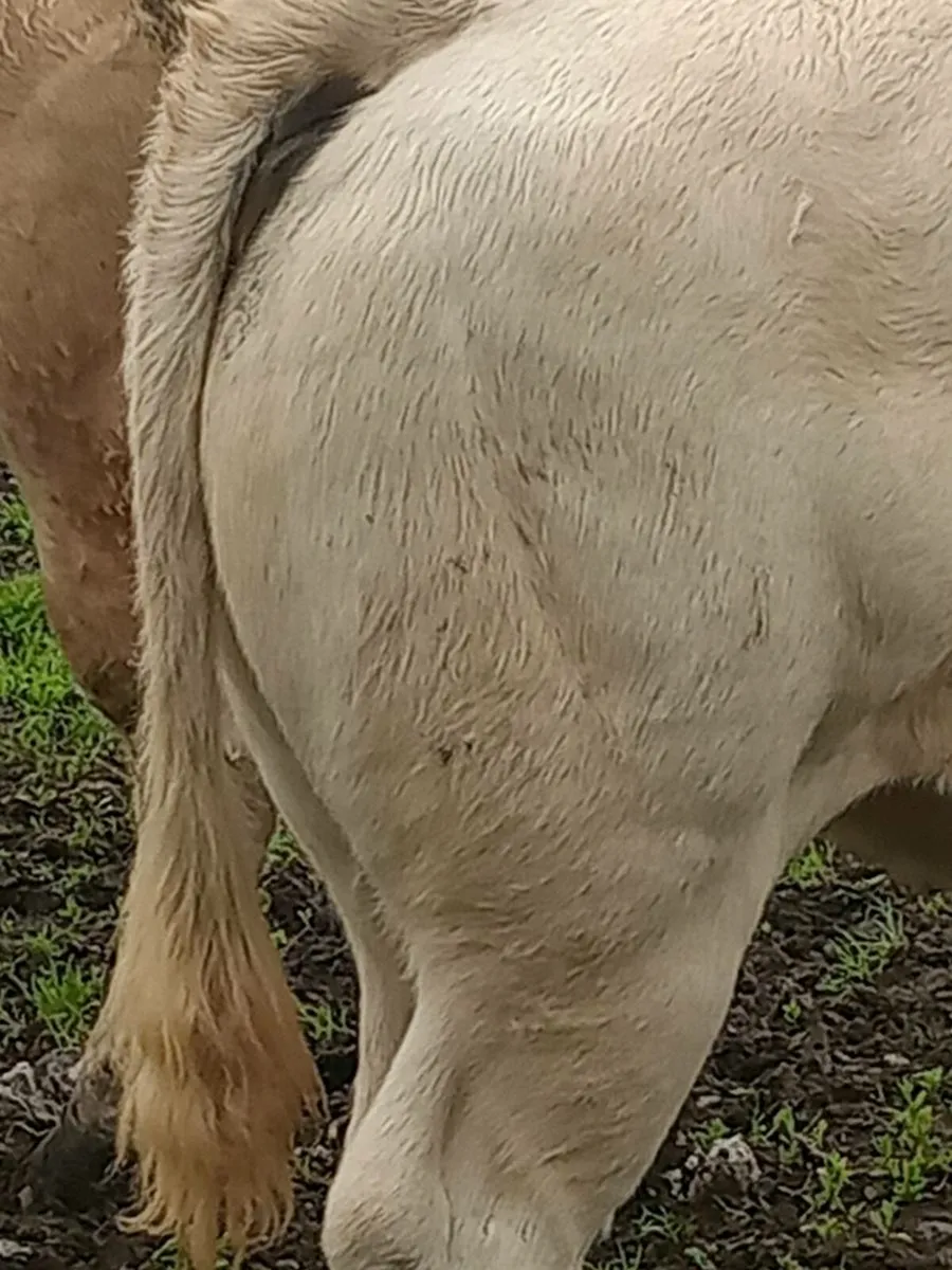 Heifers - Image 2