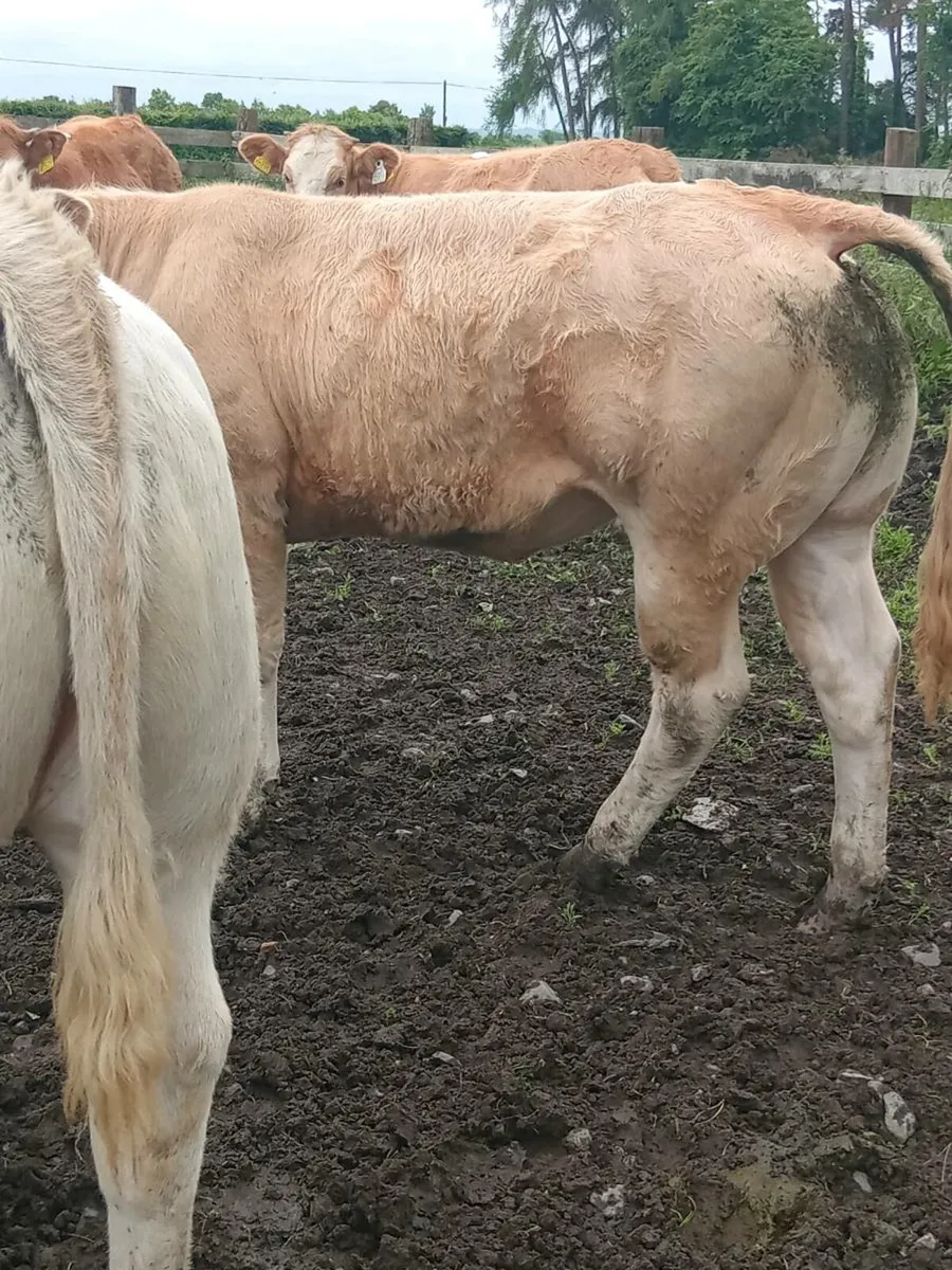 Heifers - Image 3