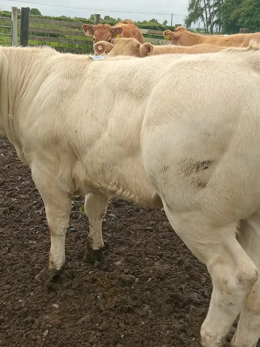 Heifers - Image 4