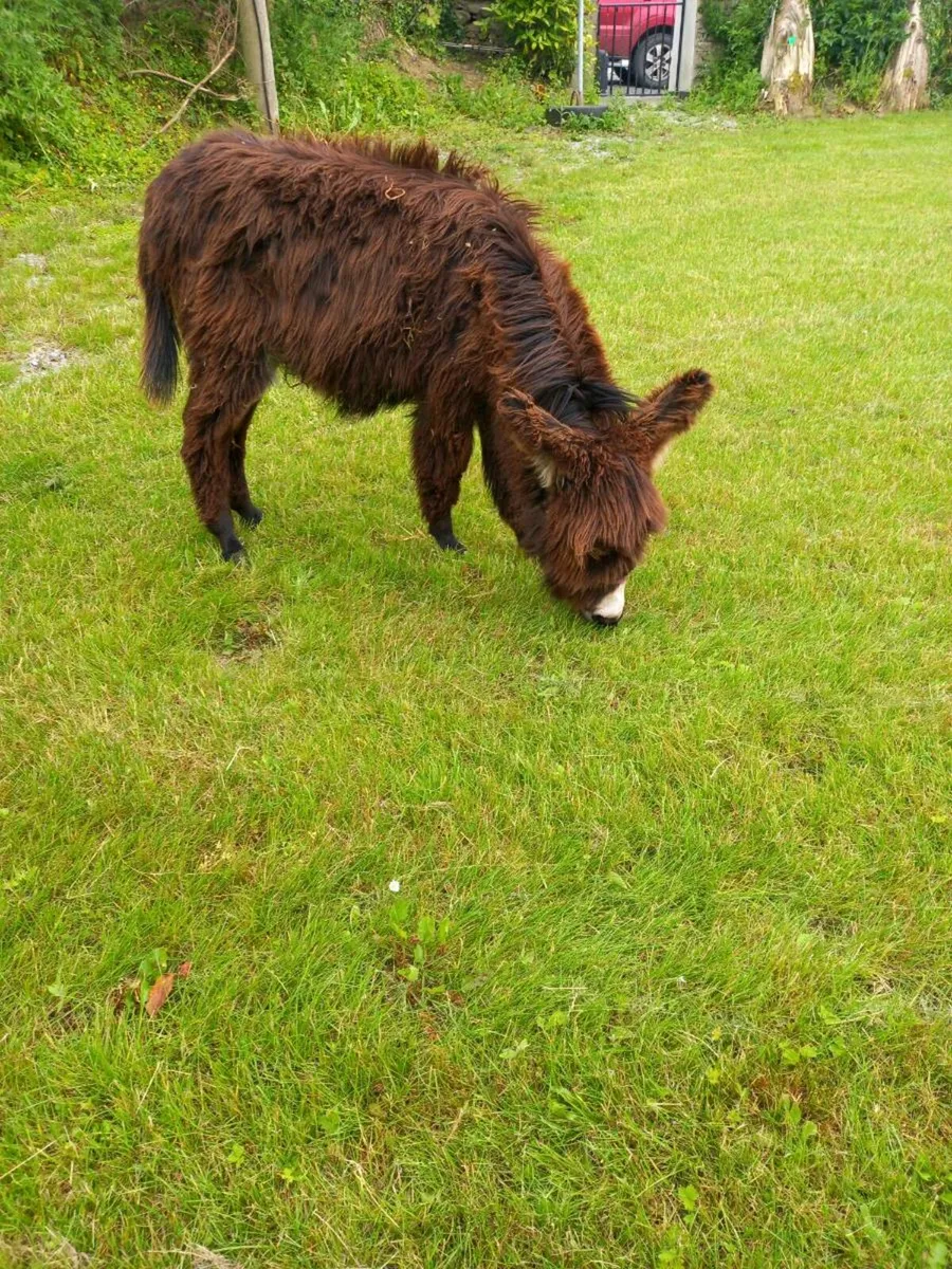 Miniature mare donkey.....34 inches ..2yo - Image 1