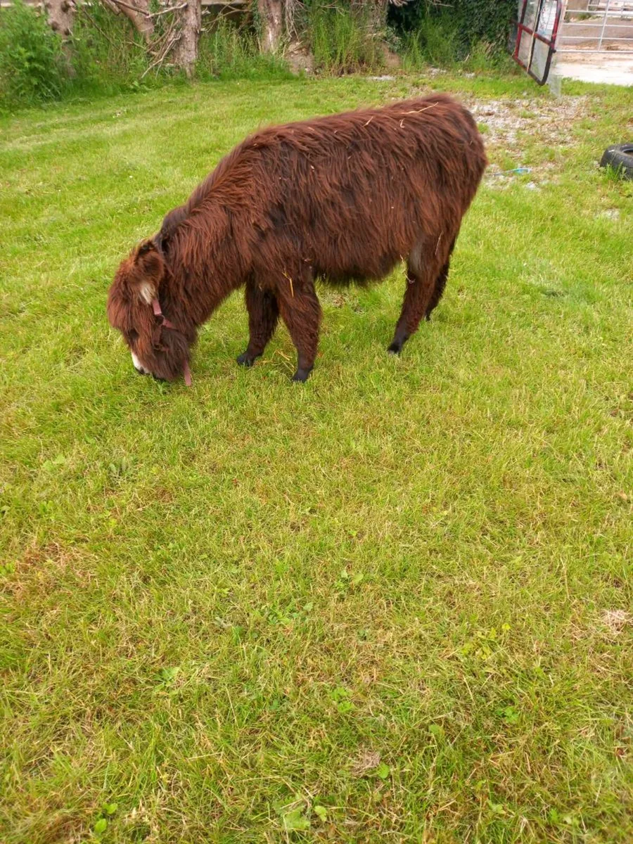 Miniature mare donkey.....34 inches ..2yo - Image 3