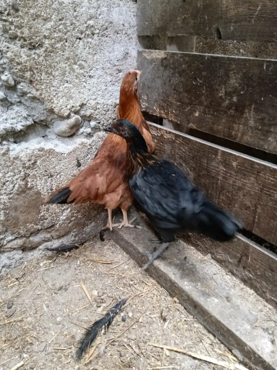 Pullets - Image 1