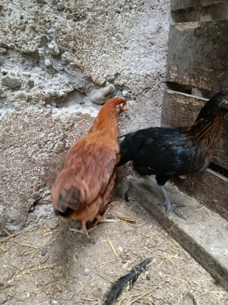 Pullets - Image 2