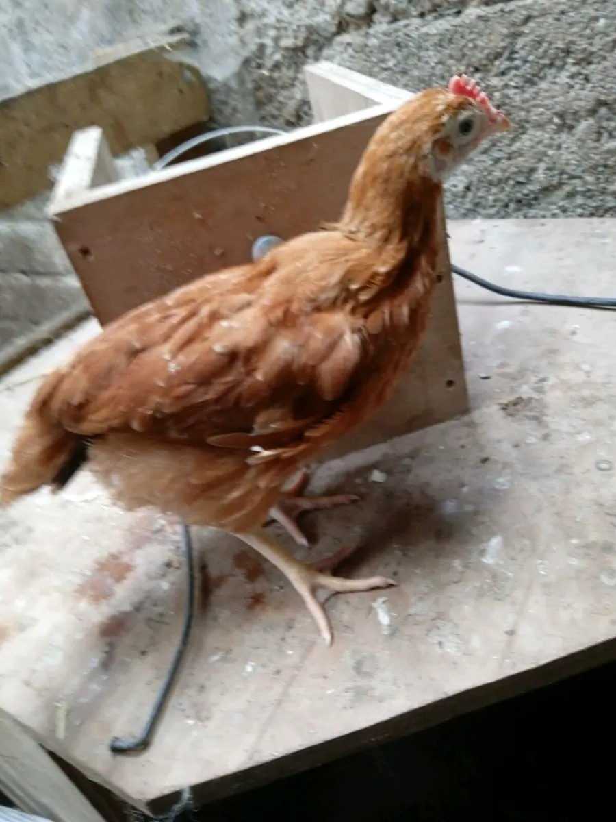 Pullets - Image 3