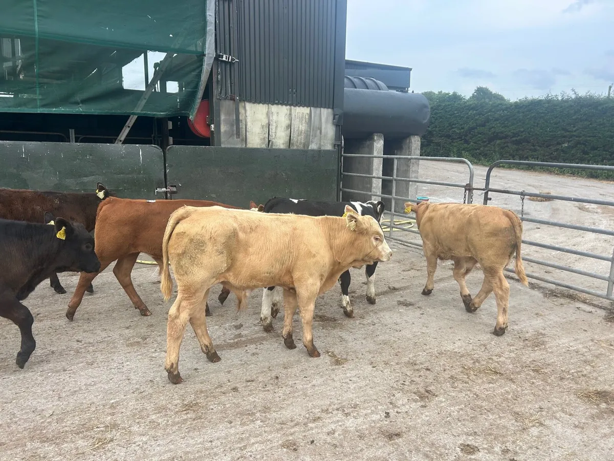8 super suckler bred continental bulls - Image 3