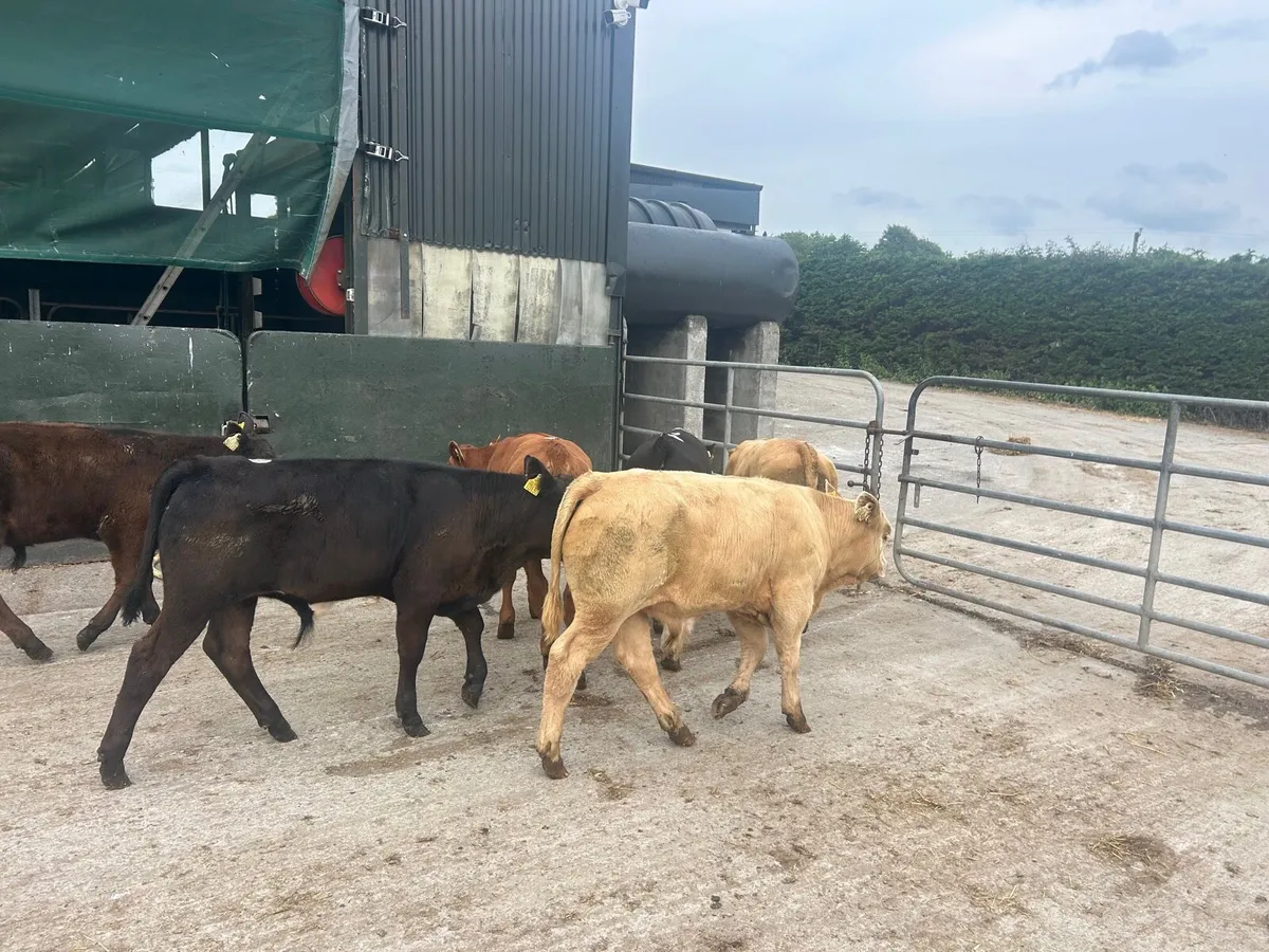 8 super suckler bred continental bulls - Image 4