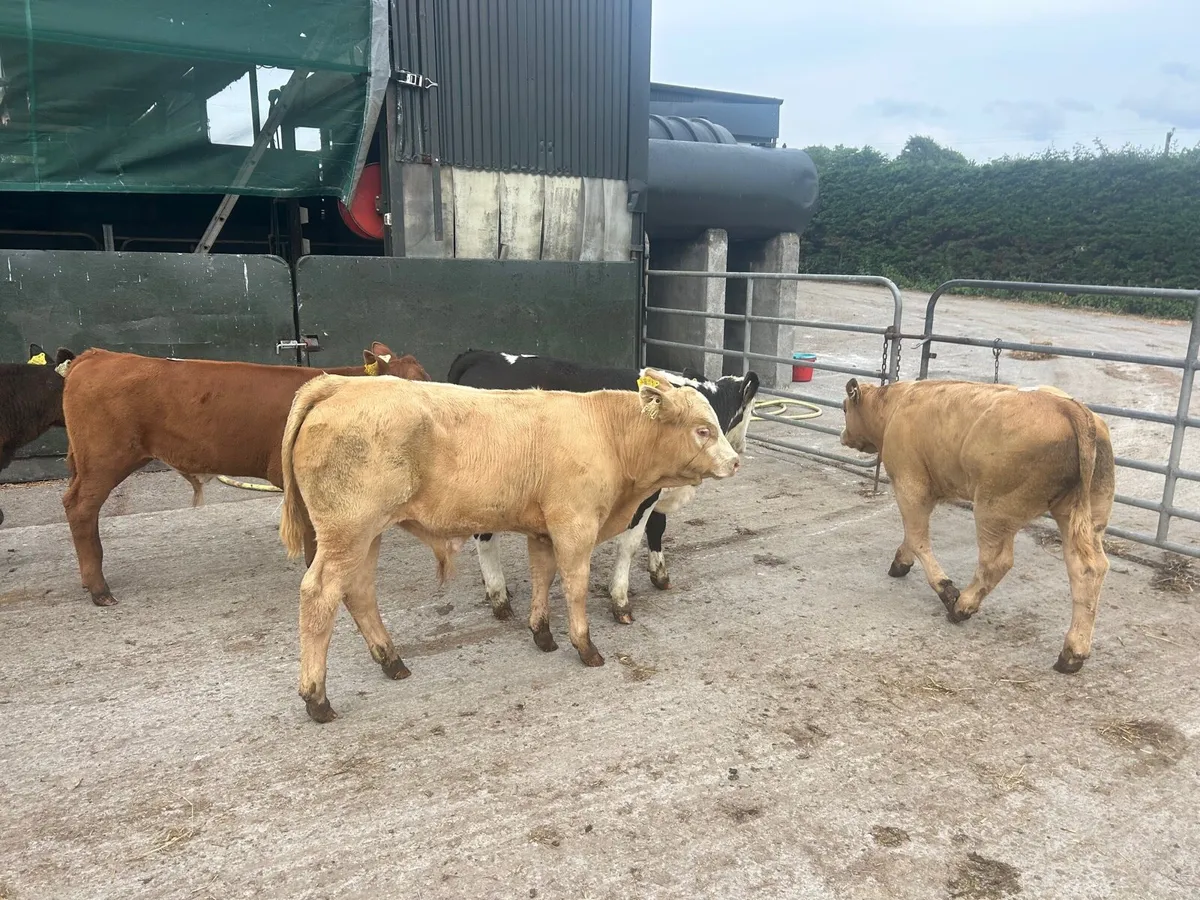 8 super suckler bred continental bulls - Image 1