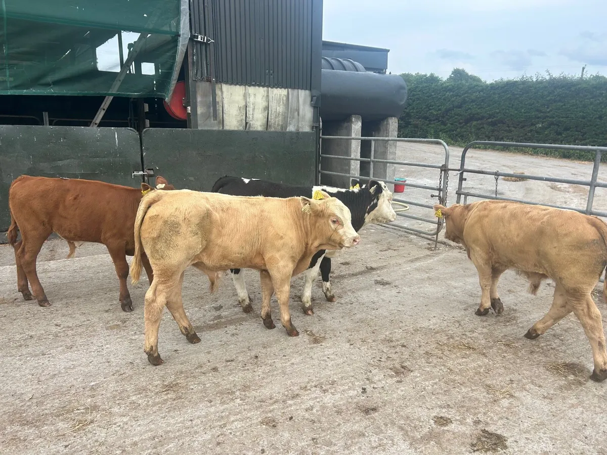 8 super suckler bred continental bulls - Image 2