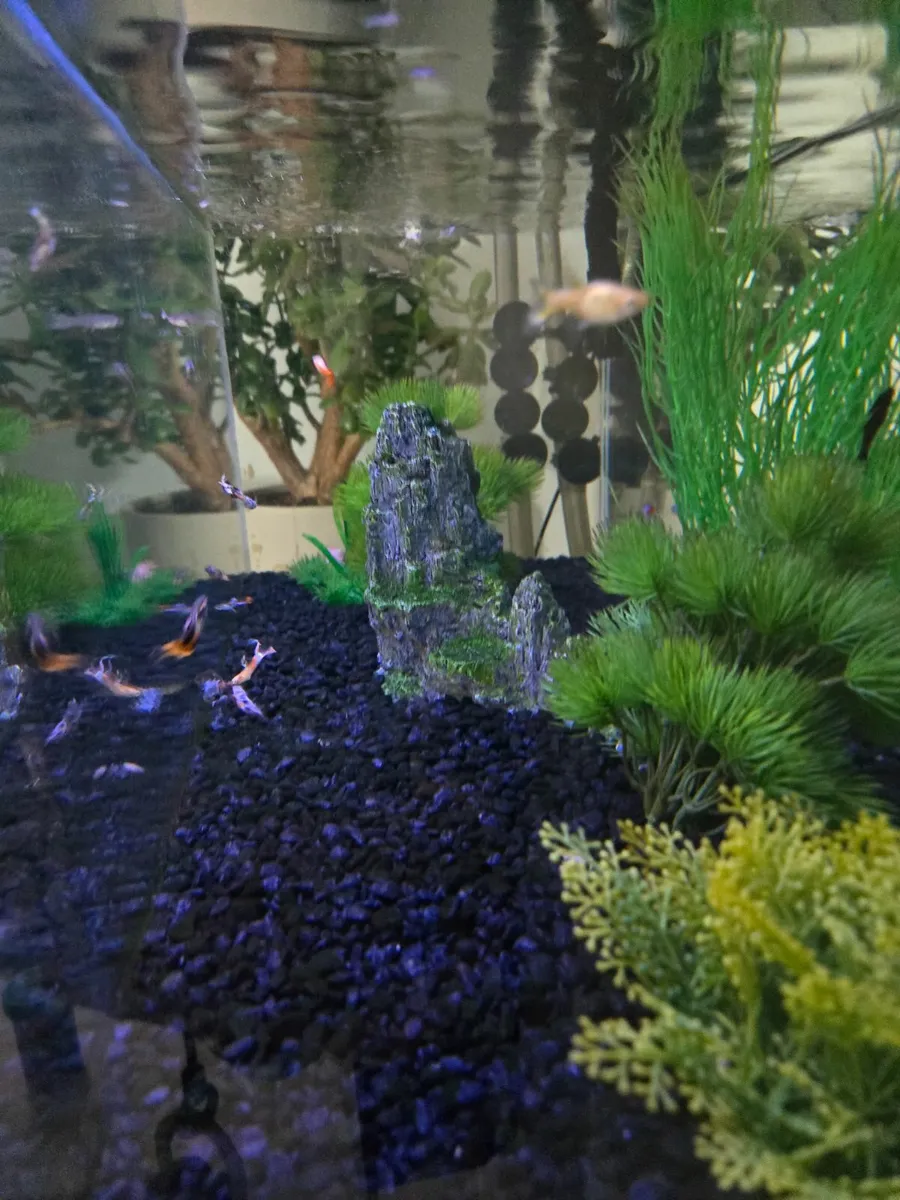 Fish tank - Image 3