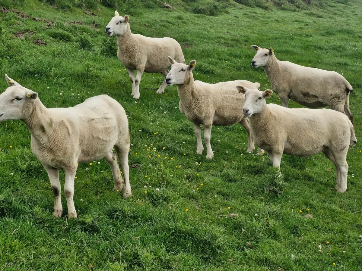 Hoggets - Image 2