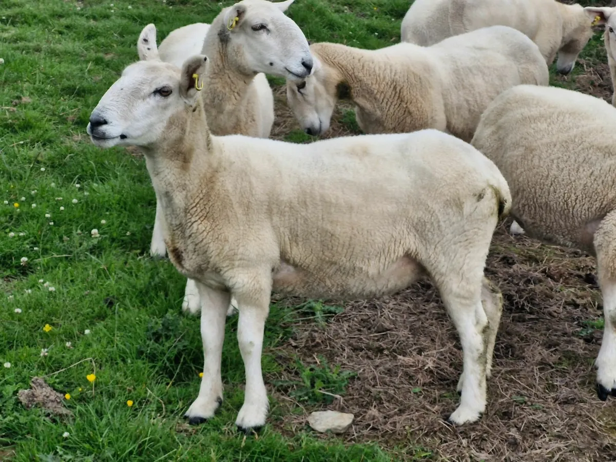 Hoggets - Image 1