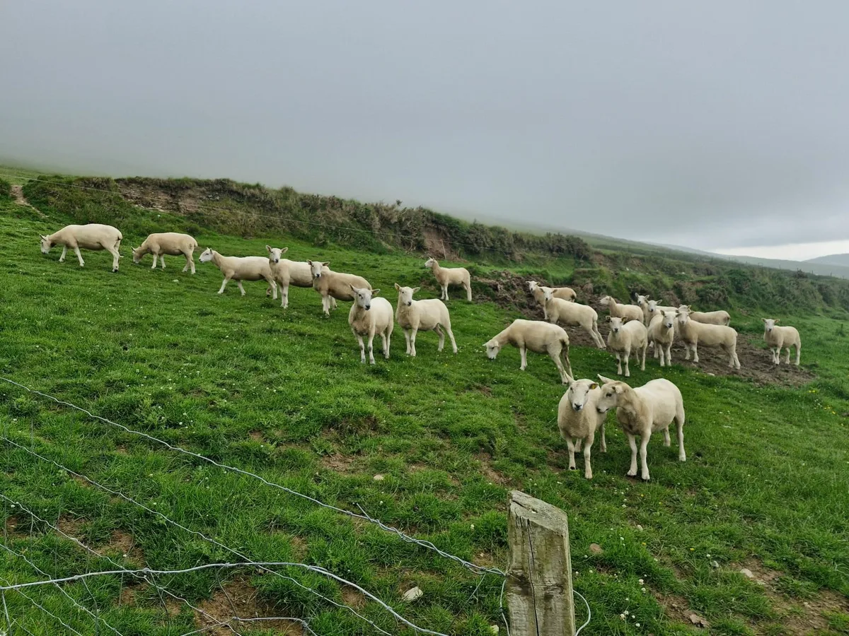 Hoggets - Image 3