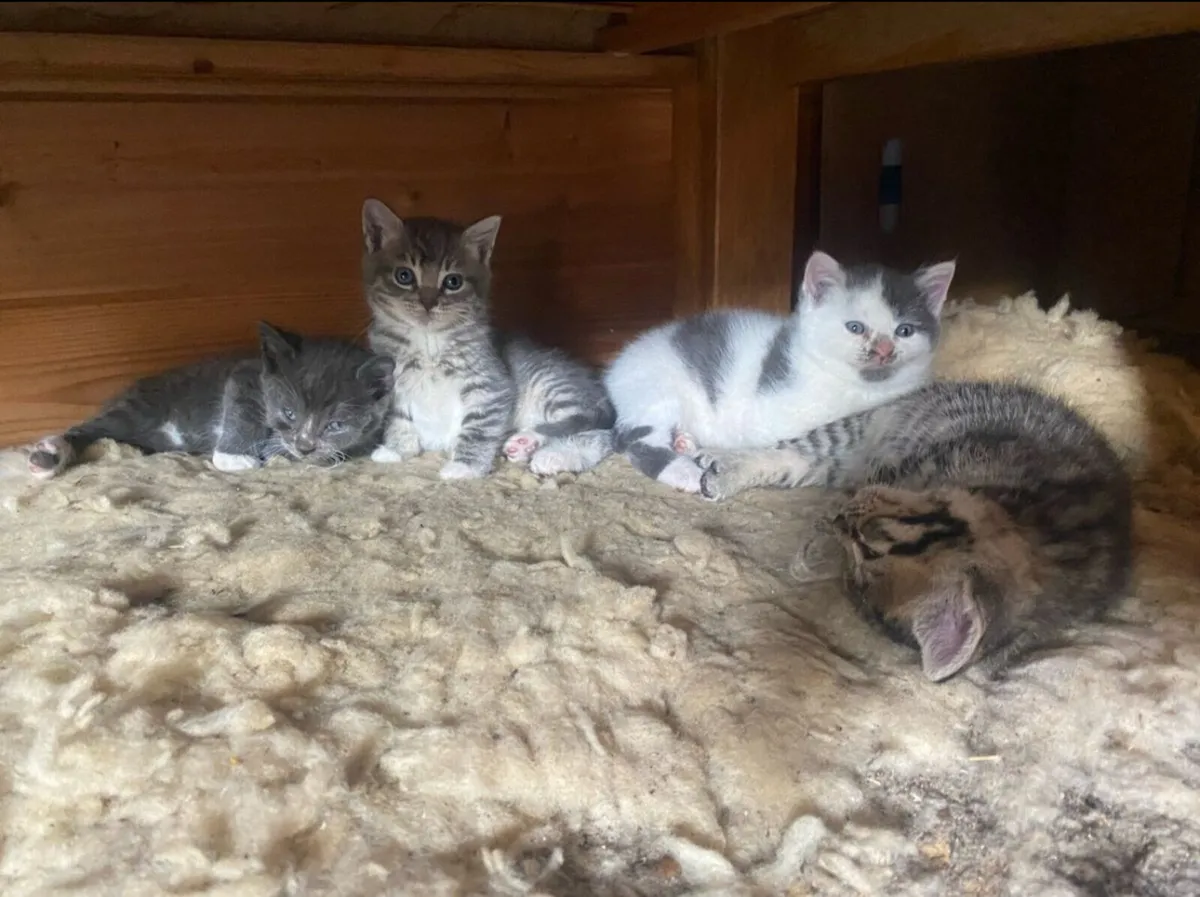 Bengal persian kitten - Image 2