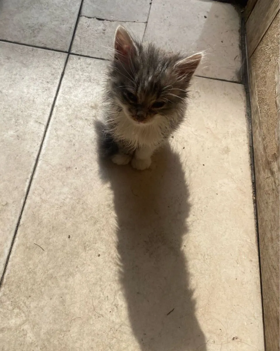 Bengal persian kitten - Image 4