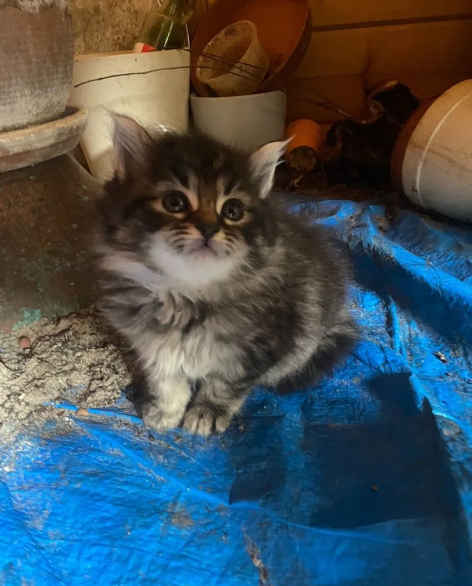 Bengal persian kitten - Image 1