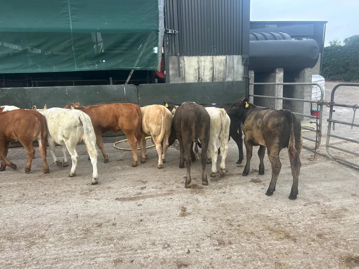 10 super suckler bred  continental  heifers - Image 3