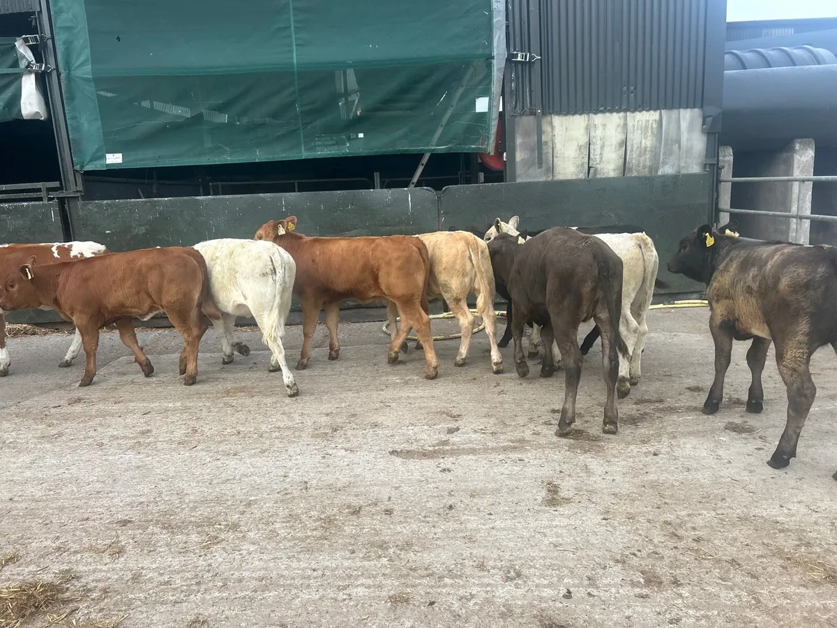 10 super suckler bred  continental  heifers - Image 4
