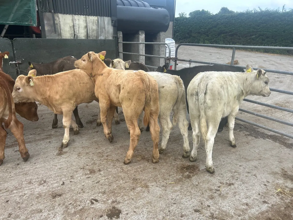 10 super suckler bred  continental  heifers - Image 1