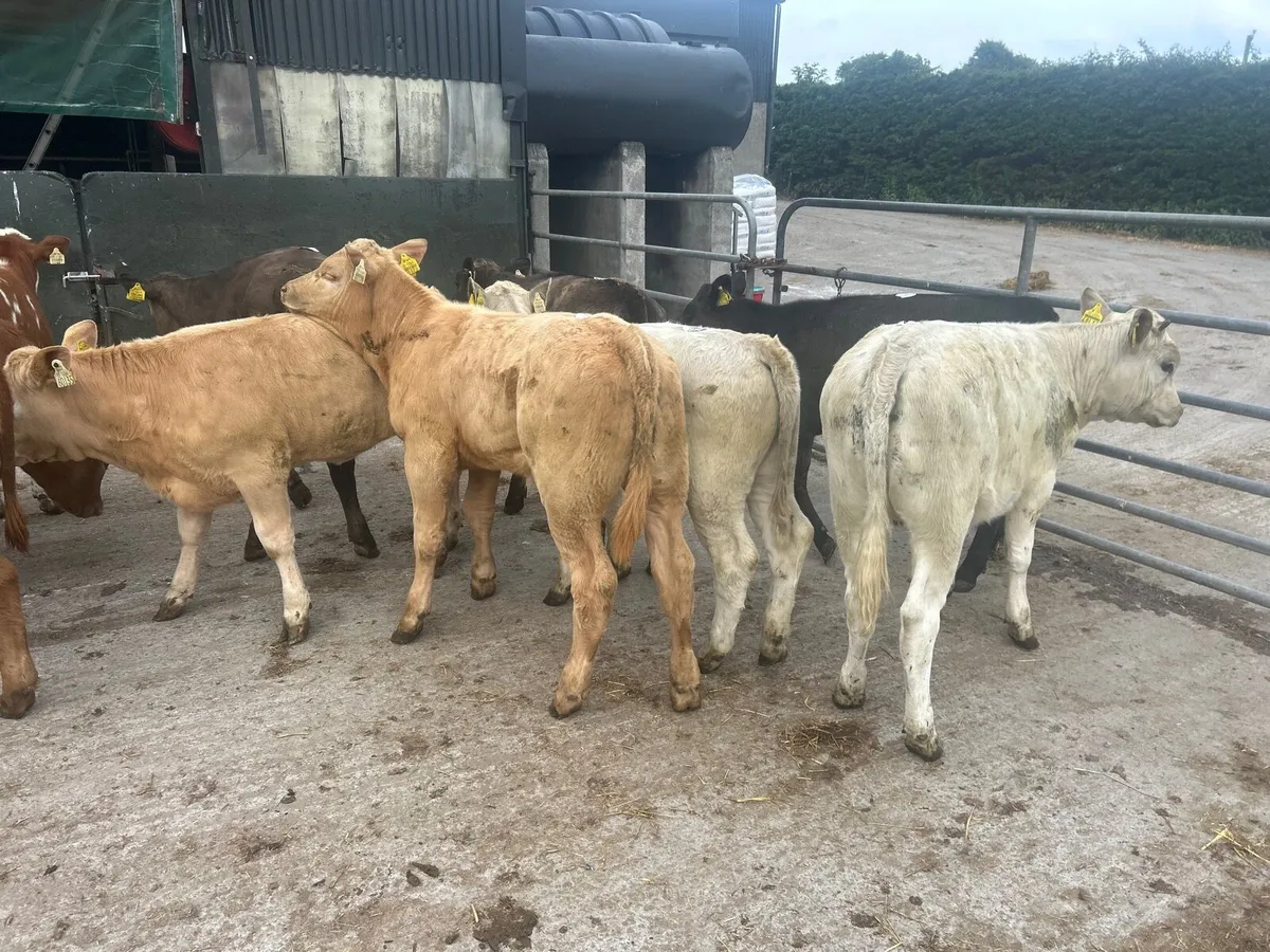10 super suckler bred  continental  heifers - Image 2