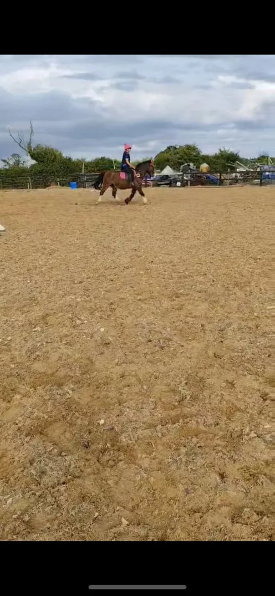Superstar pony - Image 4