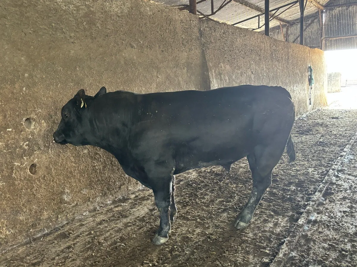 Ped AA bull for sale 2.5 year old - Image 1