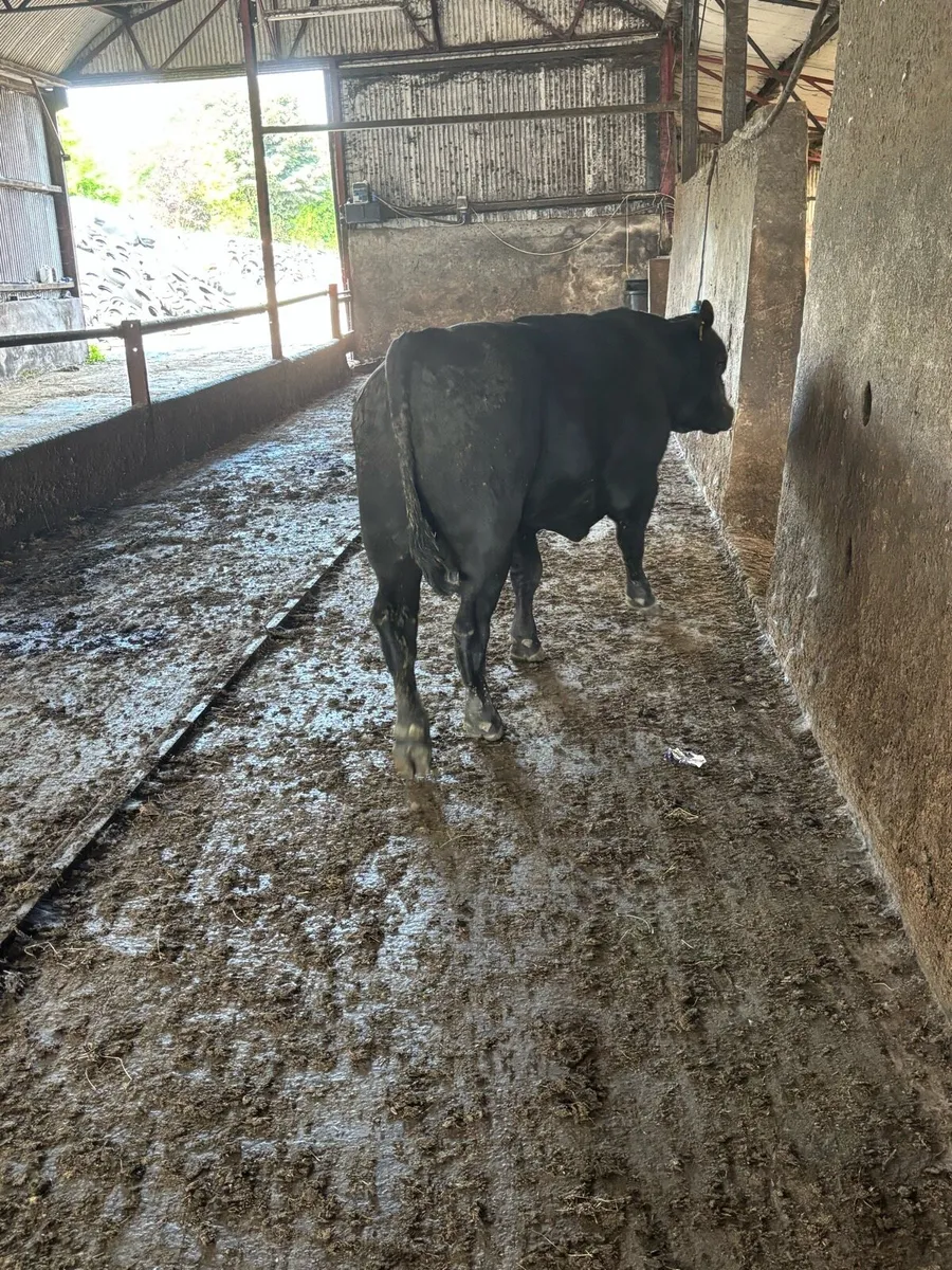 Ped AA bull for sale 2.5 year old - Image 2