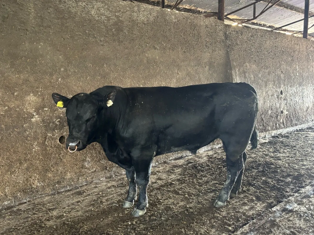 Ped AA bull for sale 2.5 year old - Image 3