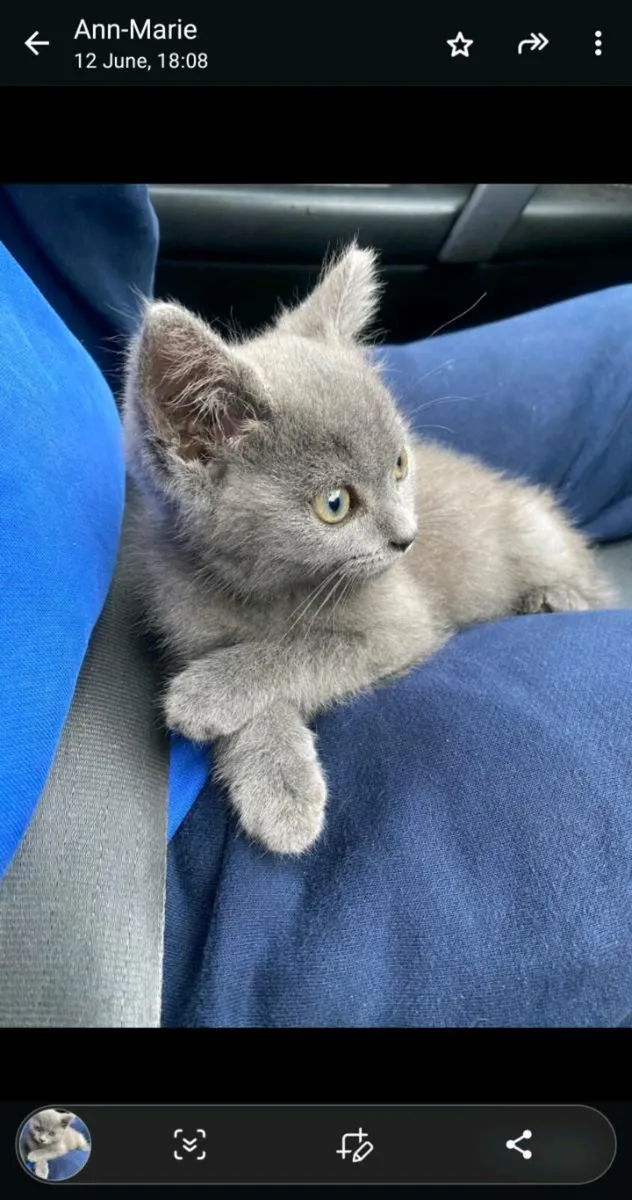 Scottish fold-straight female - Image 1