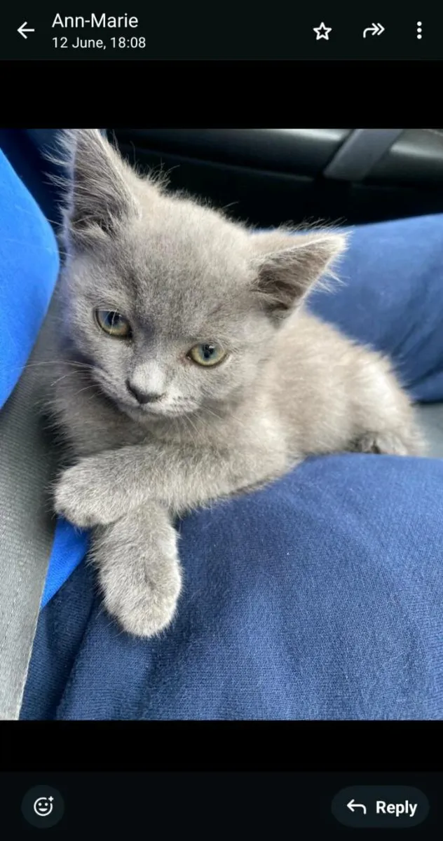 Scottish fold-straight female - Image 2